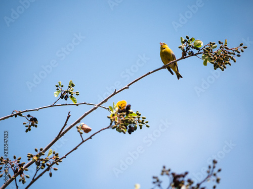 Foto Greenfinch