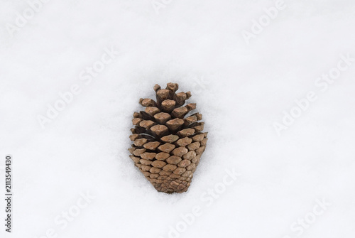 a fallen pine cone in snow