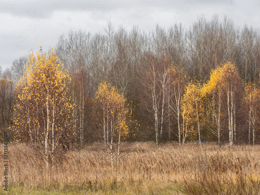 Fototapeta premium Birch forest landscape in late autumn. Yellow leaves on thin white trees in a grassy field. Seasonal nature scenery with golden foliage before winter. Rural woodland background.