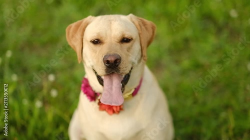 Close up portrait of cute yellow labrador dog looking at camera on green grass outdoors.