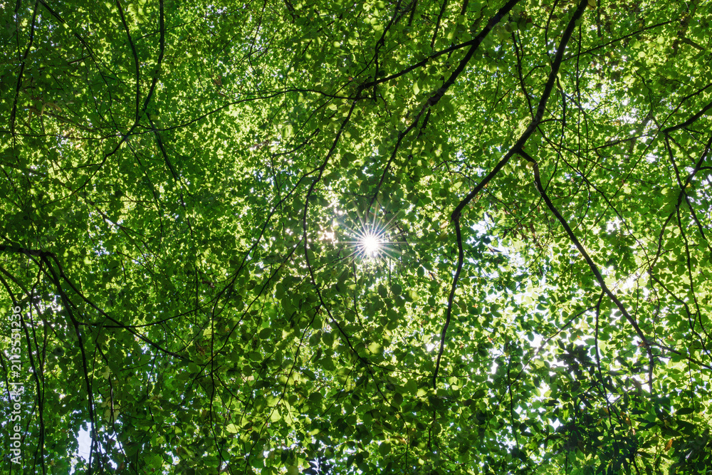 Fototapeta premium Sunlit green canopy of deciduous trees with dappled light streaming through dense summer foliage, creating bright highlights, layered textures, and upward view of lush natural growth