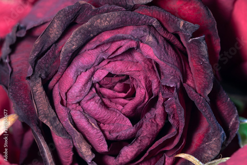 Macro texture of a dead dried red rose