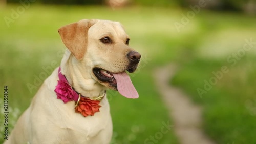 Close up of cute yellow labrador looking away on green grass outdoors.