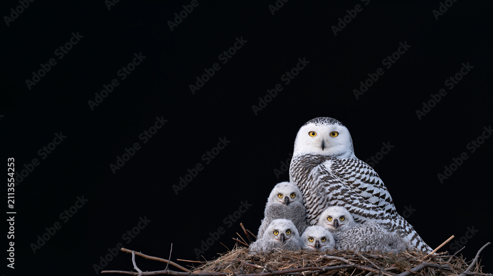 Fototapeta premium snowy owl with four chicks in a large nest against black background, extreme closeup portrait of snowy owl and four owlets in nest, detailed snowy owl family facing camera in nest on black background