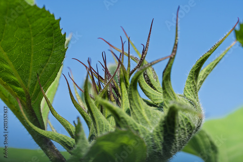 Fényképezés Green sunflower bud with curled sepals against clear blue sky, textured stem, fi