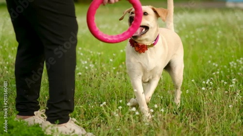 A cute yellow Labrador plays with a pink toy ring on the green grass in a summer park.