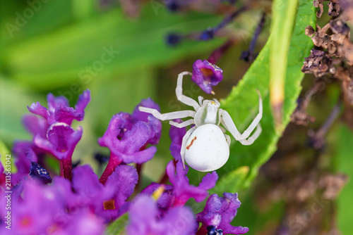 White crab spider perched on purple flower cluster in garden close-up macro with detailed body, legs, petals and soft natural light amid green foliage for botanical wildlife scene