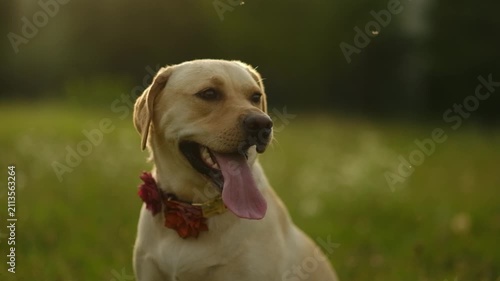 Close up of cute yellow labrador looking away on green grass outdoors.