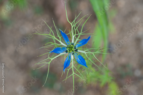 Fotografi Delicate blue wildflower seen from overhead with star shaped petals, feathery gr
