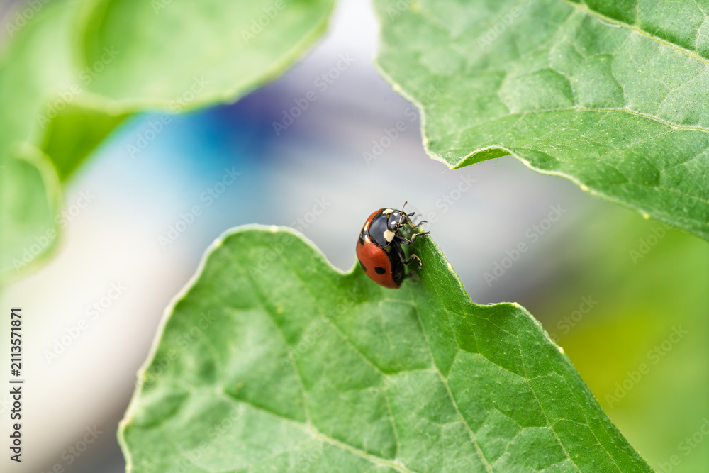 Fototapeta premium Red ladybug climbing textured green leaf in bright daylight with soft blurred garden background, crisp water droplets on glossy shell, capturing delicate nature detail and gentle summer wildlife