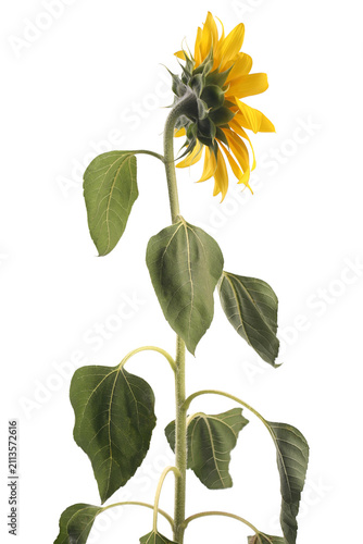 Sunflower isolated on white