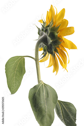 Sunflower isolated on white