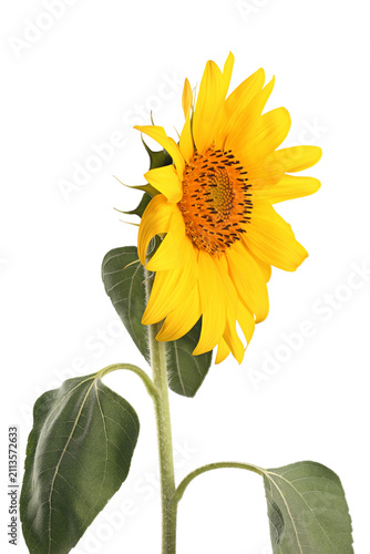 Sunflower isolated on white