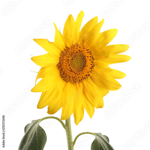 Sunflower isolated on white
