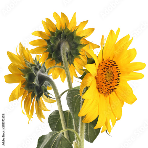 Bright sunflower bouquet isolated on white