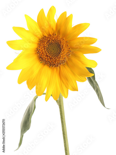 Sunflower isolated on white
