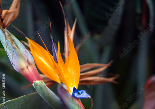 Quadro su tela Beautiful flower strelitzia reginae, bird of paradise growing in a garden