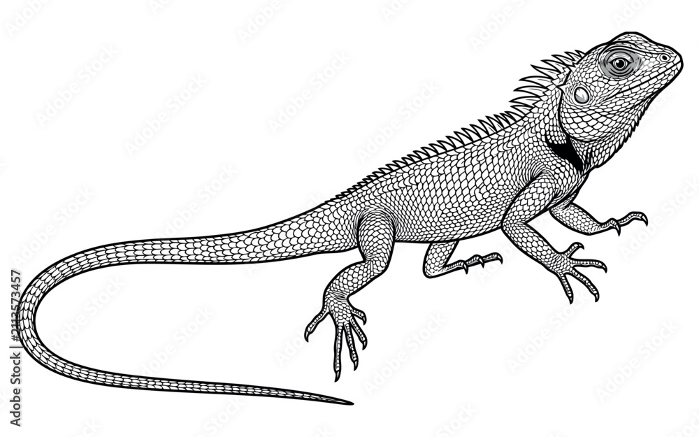 Fototapeta premium Oriental Garden Lizard Basking on Rock – Highly Detailed Black Outline Vector Wildlife Artwork for Coloring Books and Educational Designs