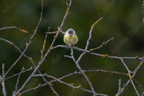 Cuadro en lienzo Mésange bleue