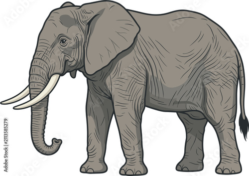 Photography Detailed African elephant standing with large tusks and textured gray skin isola