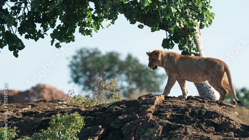 Quadro su tela African Lion Cub Walking on Rocky Outcrop in Botswana Savanna