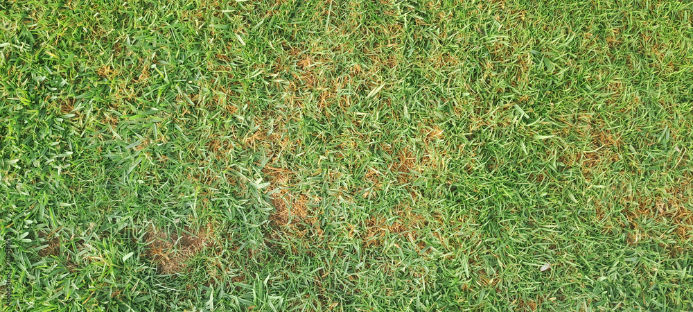Obraz premium Green lawn with dry brown grass patches