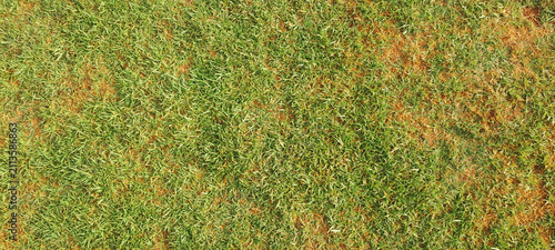 Green grass patches with browning dry effect