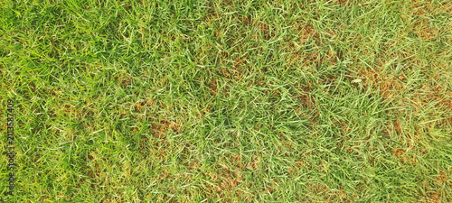 Foto Green grass lawn texture with dry spots