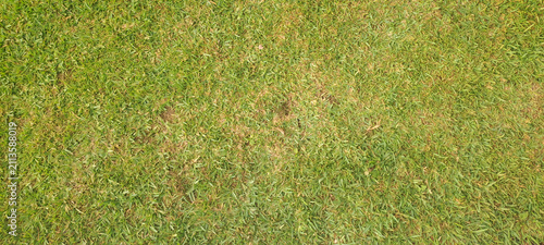 Green grass lawn forming natural background texture