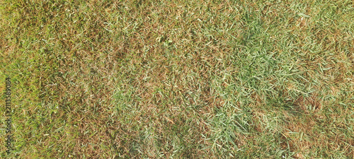 Lawn grass turning brown from drought and heat