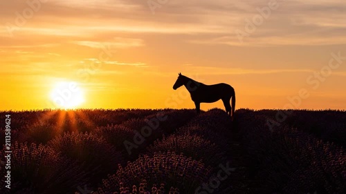 Silhouette Horse on Lavender Field at Sunset