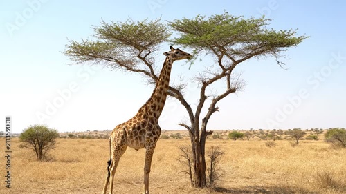Giraffe Eating Leaves from Acacia Tree in African Savannah