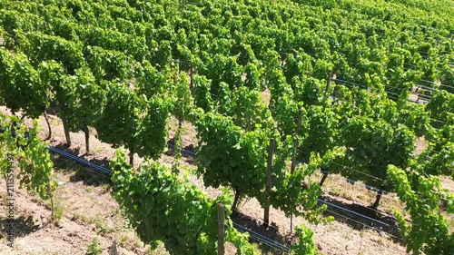 Summer hillside vineyards in Alsace with parallel grape rows and lush greenery in the French wine region