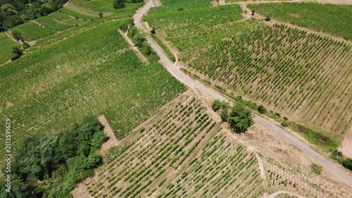 Summer hillside vineyards in Alsace with parallel grape rows and lush greenery in the French wine region
