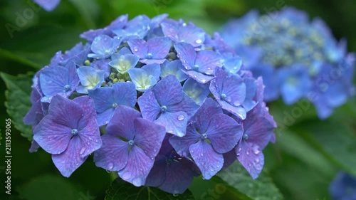 Close-up of Blue Hydrangea Flowers with Water Droplets, Gentle Sway