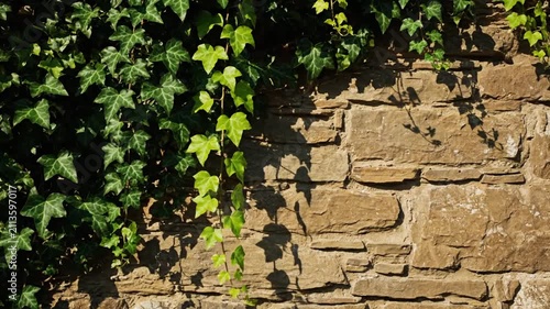 Ivy Vines Growing on a Textured Stone Wall with Sunlight and Shadows