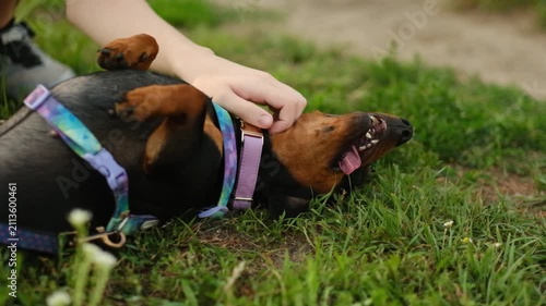 The owner pets a cute dachshund lying on its back on the green grass outdoors.