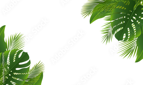 Green Palm Tree Branch Frame White Background