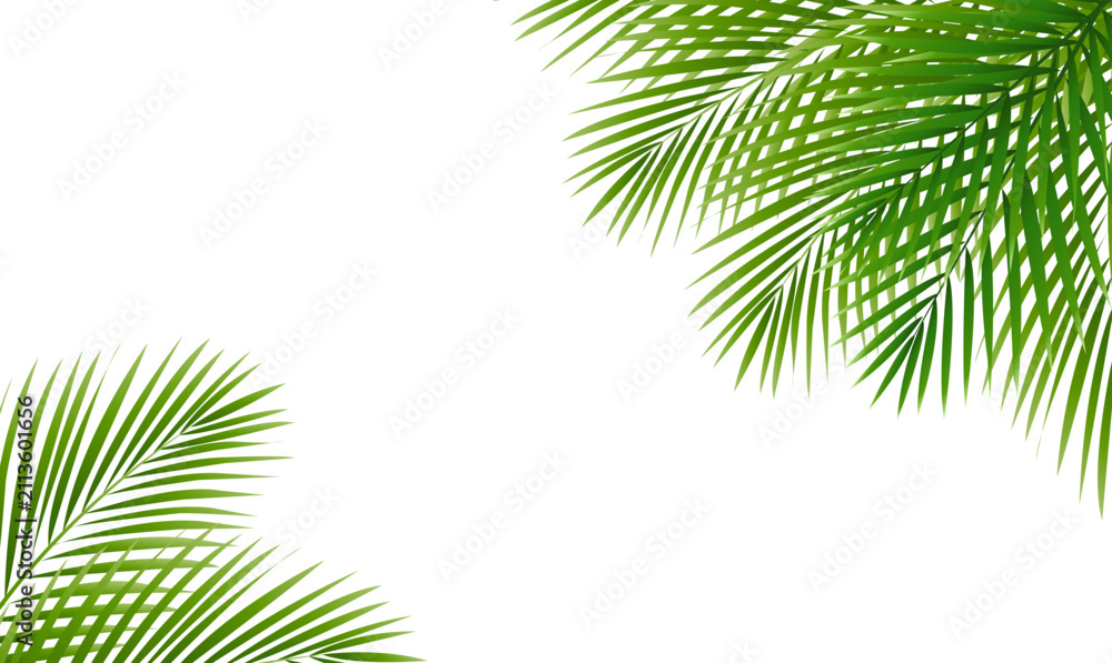 Obraz premium Summer Frame And Palm Tree Leaves
