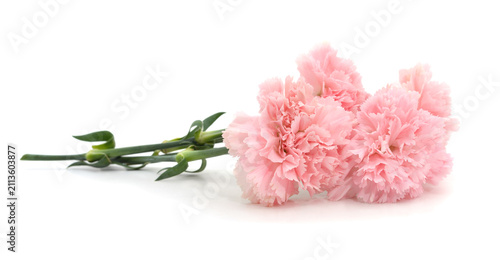Pink carnations isolated on a white background.