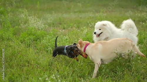 Three happy dogs playing together in a green field during summer