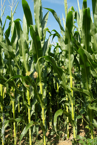 Lush green corn field growing under a clear blue sky on a sunny summer day