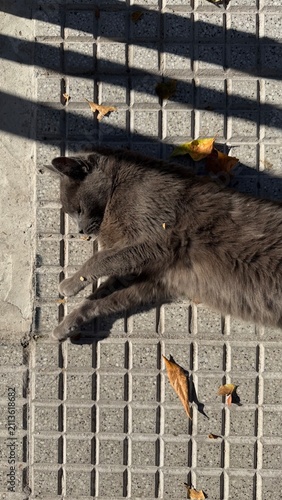 Картината върху платно Fluffy grey cat stretching and sunbathing on sidewalk pavement