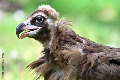 Cinereous vulture portrait