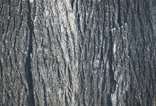 Tree Bark Texture Natural Wood Background