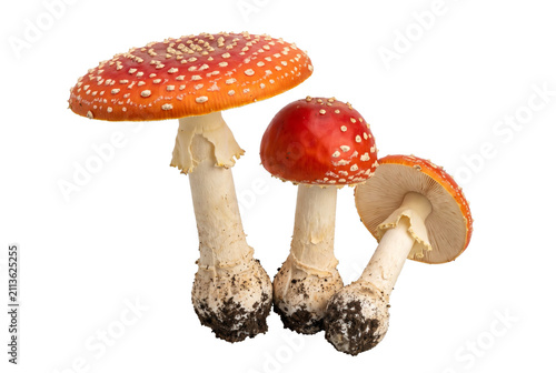 Photography Three Vibrant Amanita Muscaria Mushrooms with Red Spotted Caps