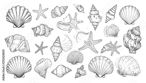 Detailed Line Art Illustrations of Seashells: Conch and Scallop
