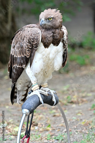Martial eagle falconry