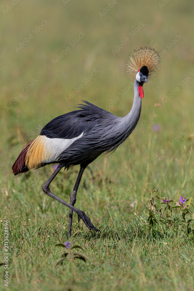 Obraz premium Grey crowned Crane (Balearica regulorum) walking on the fields of the Masai Mara National Park in Kenya
