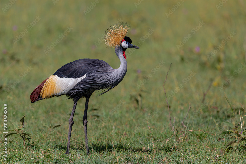 Obraz premium Grey crowned Crane (Balearica regulorum) walking on the fields of the Masai Mara National Park in Kenya